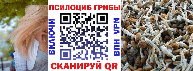 Купить где  Суздаль  Псилоцибиновые грибы Cubensis 